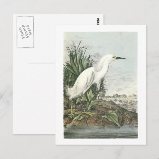 Snowy Egret van Audubon Briefkaart (Voorkant / Achterkant)