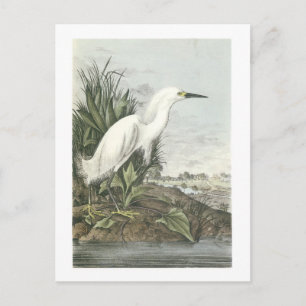 Snowy Egret van Audubon Briefkaart