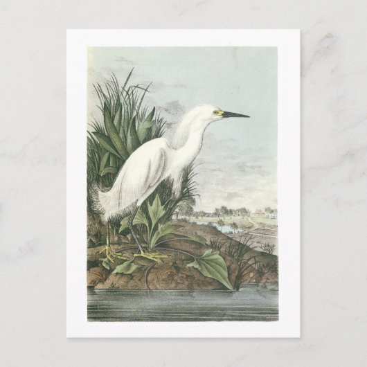 Snowy Egret van Audubon Briefkaart (Voorkant)