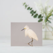 Snowy Egret Walking Briefkaart (Staand voorkant)