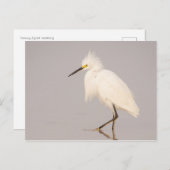 Snowy Egret Walking Briefkaart (Voorkant / Achterkant)