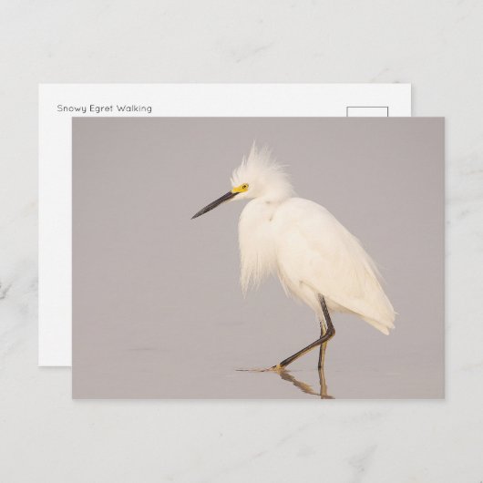 Snowy Egret Walking Briefkaart (Voorkant / Achterkant)