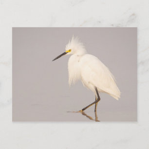 Snowy Egret Walking Briefkaart