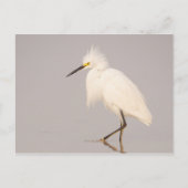 Snowy Egret Walking Briefkaart (Voorkant)