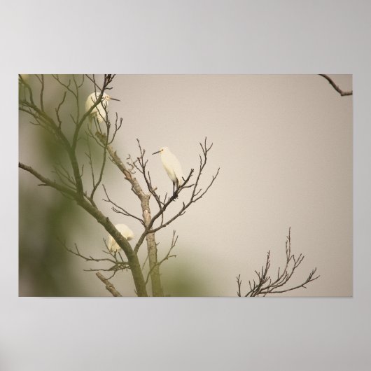 Snowy Egrets on Tree Poster (Voorkant)
