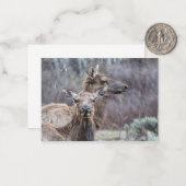 Snowy Elk Notitiekaartje (Voorkant / Achterkant in situ)