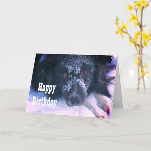 Snowy Faced Border Collie Cute Birthday Kaart (Gele Bloem)