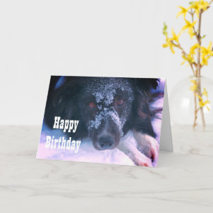 Snowy Faced Border Collie Cute Birthday Kaart