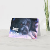 Snowy Faced Border Collie Cute Birthday Kaart (Voorkant)