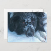 Snowy Faced Border Collie Cute Dog Briefkaart (Voorkant / Achterkant)