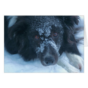 Snowy Faced Border Collie Cute Dog Card