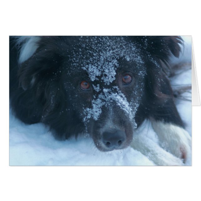 Snowy Faced Border Collie Cute Dog Card (Voorkant Horizontaal)