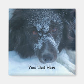 Snowy Faced Border Collie Cute Dog Magneet (Voorkant)