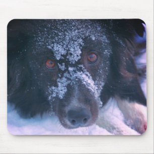 Snowy Faced Border Collie Dog Cute Muismat