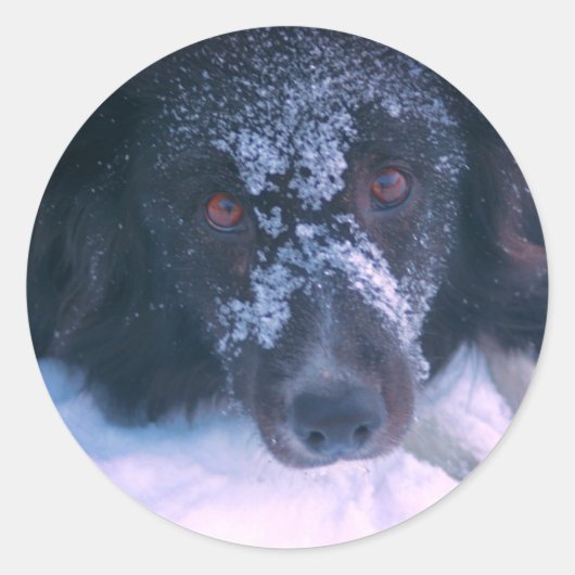 Snowy Faced Border Collie Dog Ronde Sticker (Voorkant)
