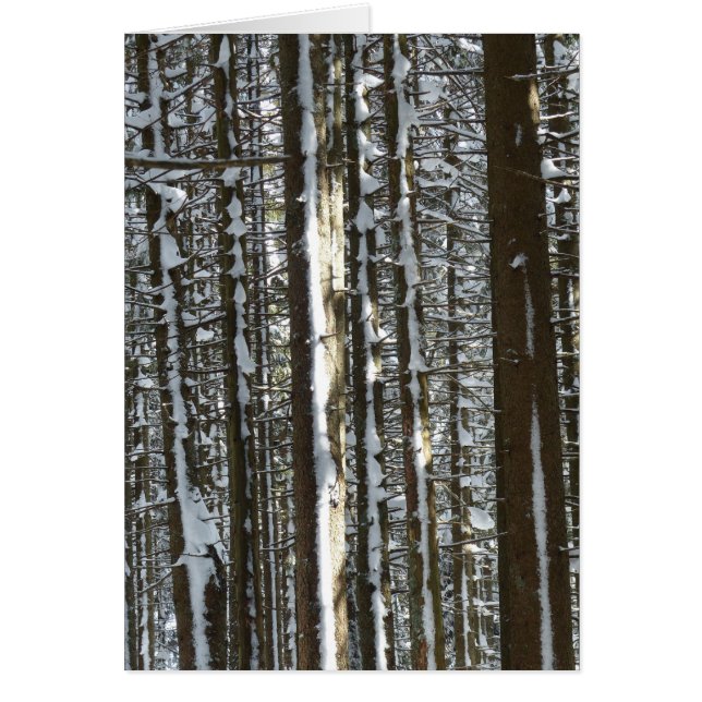 Snowy Fir Tree (Voorkant)