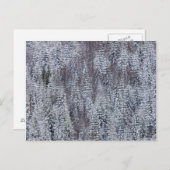 Snowy Forest, Mt. Rainier National Park Briefkaart (Voorkant / Achterkant)