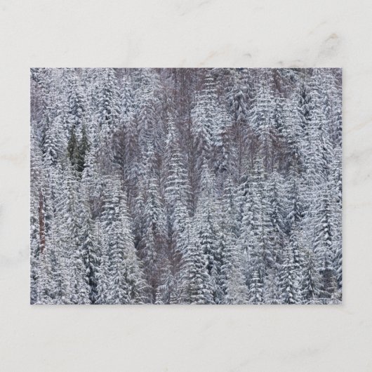 Snowy Forest, Mt. Rainier National Park Briefkaart (Voorkant)