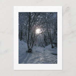 Snowy Forest Trail Briefkaart