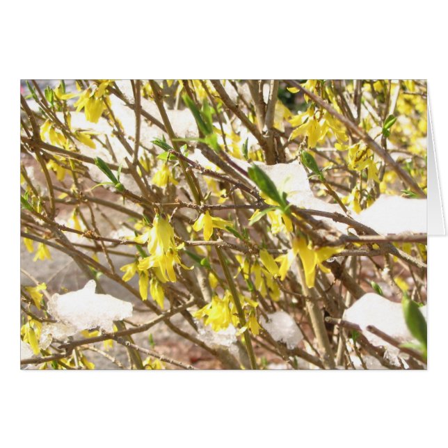 Snowy Forsythia (Voorkant Horizontaal)