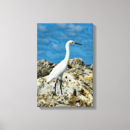 Snowy Gret op de rotsen Canvas Afdruk