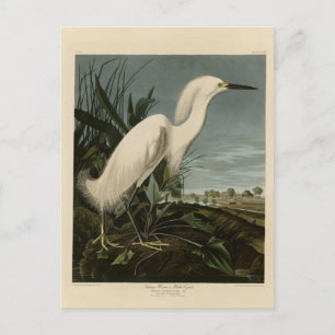 Snowy Heron (Egret) - de Amerikaanse vogelstand va Briefkaart