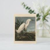 Snowy Heron (Egret) - de Amerikaanse vogelstand va Briefkaart (Staand voorkant)