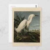 Snowy Heron (Egret) - de Amerikaanse vogelstand va Briefkaart (Voorkant / Achterkant)