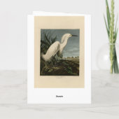 Snowy Heron (Egret) - de Amerikaanse vogelstand va Kaart (Achterkant)