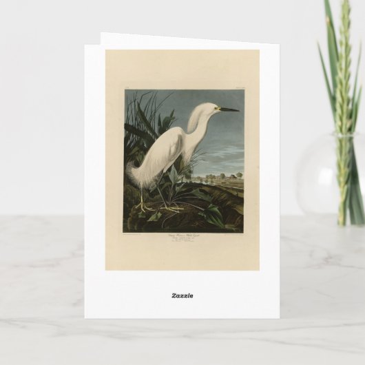 Snowy Heron (Egret) - de Amerikaanse vogelstand va Kaart (Achterkant)