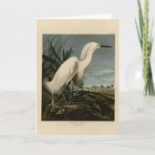 Snowy Heron (Egret) - de Amerikaanse vogelstand va Kaart (Voorkant)