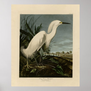 Snowy Heron (Egret) - de Amerikaanse vogelstand va Poster