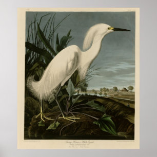 Snowy Heron of White Egret Poster