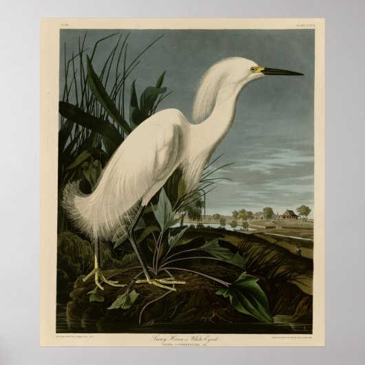 Snowy Heron of White Egret Poster (Voorkant)