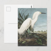 Snowy Heron of White Egret uit vogels in Amerika Briefkaart (Voorkant / Achterkant)