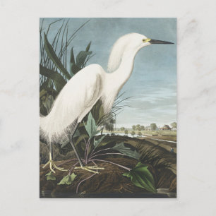 Snowy Heron of White Egret uit vogels in Amerika Briefkaart