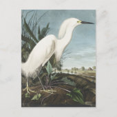 Snowy Heron of White Egret uit vogels in Amerika Briefkaart (Voorkant)