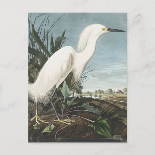 Snowy Heron of White Egret uit vogels in Amerika Briefkaart (Voorkant)
