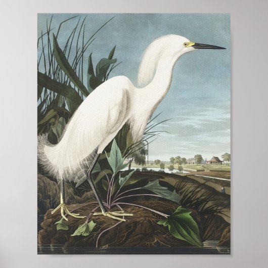 Snowy Heron of White Egret uit vogels in Amerika Poster (Voorkant)