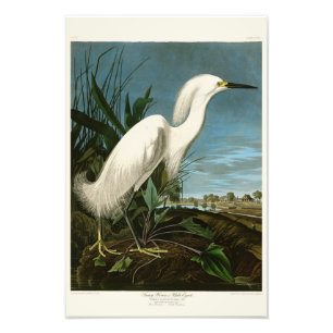 Snowy Heron White Egret Audubon Birds of America Foto Afdruk
