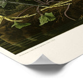 Snowy Heron White Egret Audubon Birds of America Poster (Hoek)