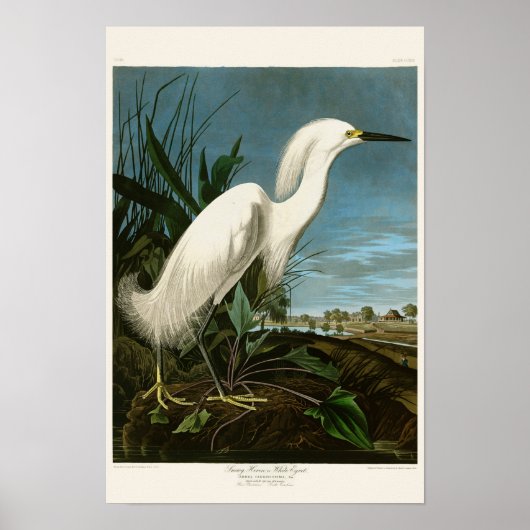 Snowy Heron White Egret Audubon Birds of America Poster (Voorkant)