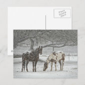 Snowy Horses Briefkaart (Voorkant / Achterkant)