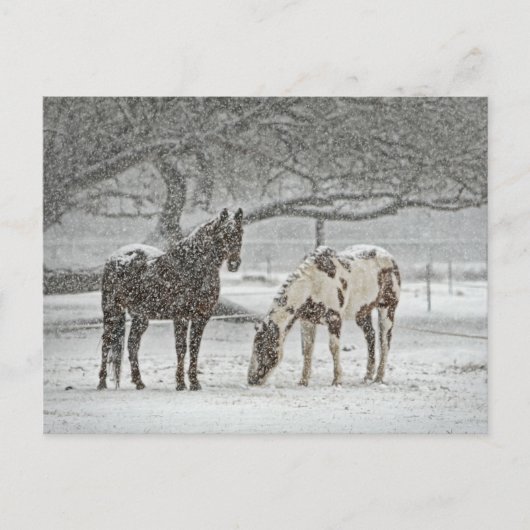 Snowy Horses Briefkaart (Voorkant)