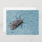 Snowy Leopard Moth Foto Briefkaart (Voorkant / Achterkant)