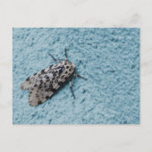Snowy Leopard Moth Foto Briefkaart (Voorkant)
