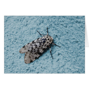 Snowy Leopard Moth Photo Blank