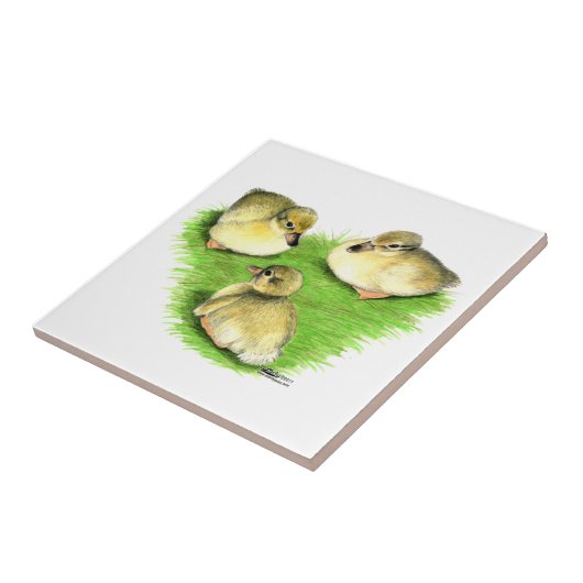 Snowy Mallard Ducklings Tegeltje (Zijkant)