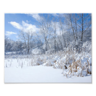 Snowy Marthaler Pond Trees and Reeds Foto Afdruk