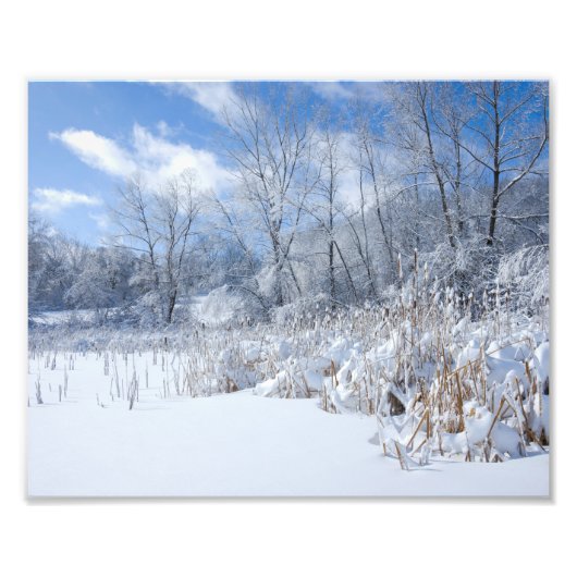 Snowy Marthaler Pond Trees and Reeds Foto Afdruk (Voorkant)